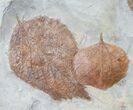 Large Plate of Paleocene Leaf Fossils - Montana #15828-2